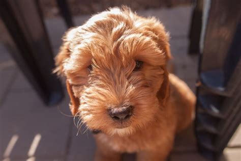 10 Week Old Cockapoo 的图像结果
