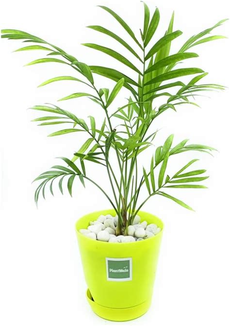 PlantMela Chamaedorea / Bamboo Mini Palm Indoor Plant in Self Watering ...