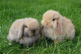 Image result for Ameircan Lop Rabbit