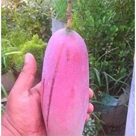 THE GREEN VIEW GARDENS Red Ivory Mango Plant Grafted" (Plant Height 2-3 ...
