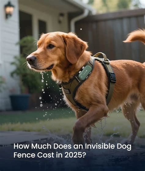 Invisible Fence for Dogs: 2025 Cost Breakdown & Best Options | SEEWORLD