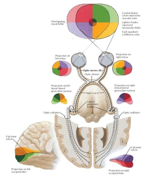 Human Visual System Binocular 的图像结果