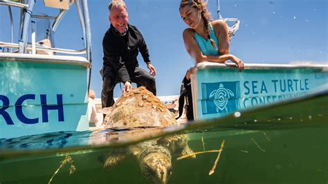 Image result for MagicPad Sea Turtle