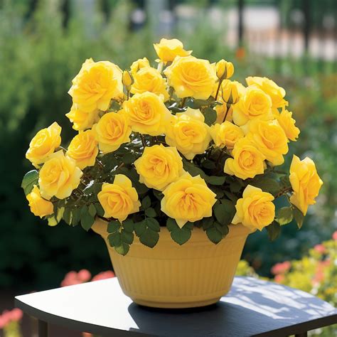 13 Different Types of Indian Roses with Their Names and Pictures