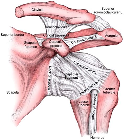 Acromioclavicular Ligament Injury – AGDYWN