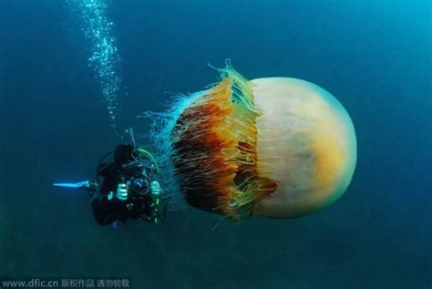 摄影师日本遇世界最大水母：人似更显娇小|文章|中国国家地理网