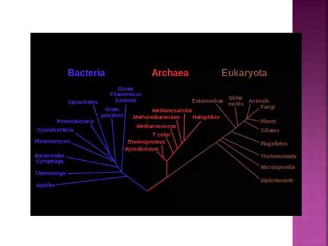 Image result for Taxonomy Basics