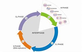 Image result for cell cycle 细胞分裂周期