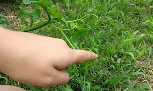 tendrils 的图像结果