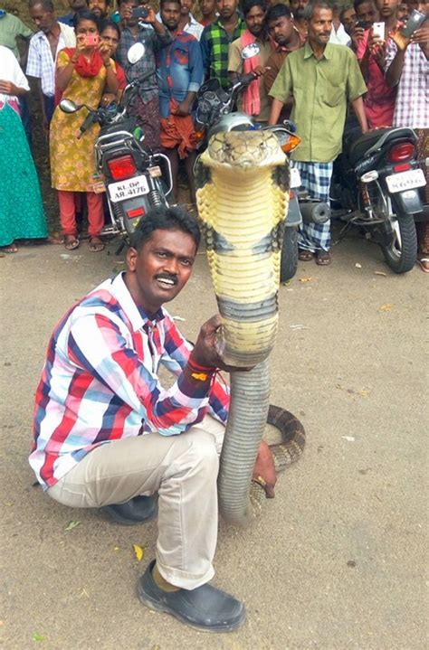 Meet Vava Suresh, A Wildlife Conservationist Who Has Saved More Than ...