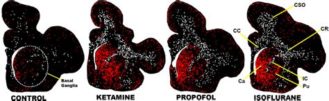 Brain Sciences | September 2013 - Browse Articles