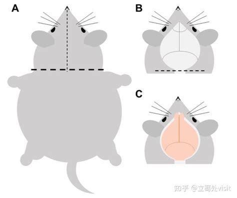 Image result for Alien Science Diagram