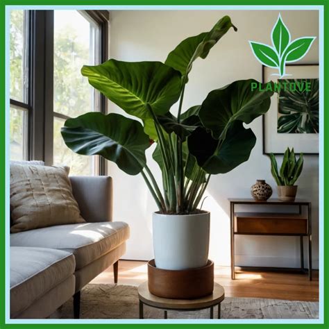 Elephant Ear Plant Indoors: Care and Styling