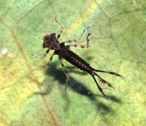 Fascinating Facts About Dragonfly Larvae - Dragonfly Facts