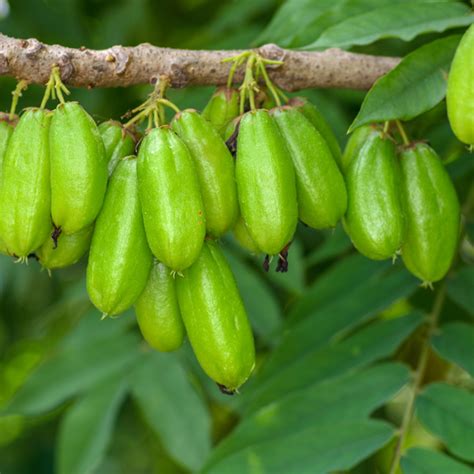 Bilimbi / Ilumbi - Green - Averrhoa bilimbi Fruit Plant – M-Tech Gardens