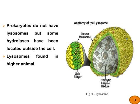 lysosome_ppt_msc.pptx_cell biology_cell organelles | PPTX