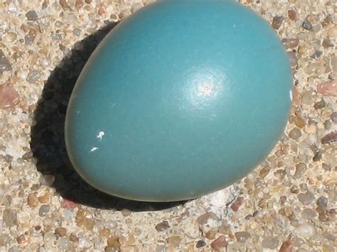 Color in our World: Robin Egg Blue