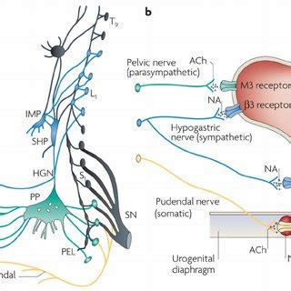 Neuronal circuitry of the lower urinary tract : central and peripheral neuronal control of the mictu