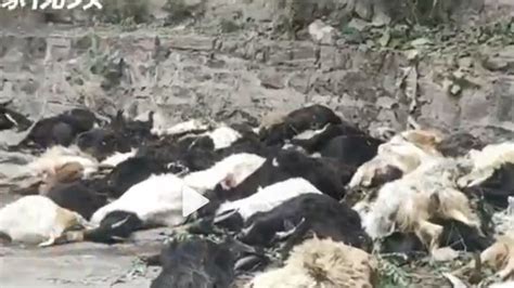羊群效應是真的！近百隻山羊集體跳崖慘亡 農民賠哭了 | 國際 | 三立新聞網 SETN.COM