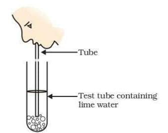 Important Questions Life Processes - Science Class 10 PDF Download