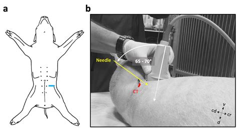Proximal Perineural Femoral Nerve Injection in Pigs Using an Ultrasound ...