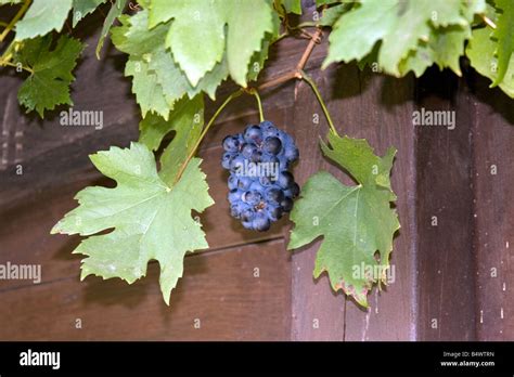 Grapes 的图像结果