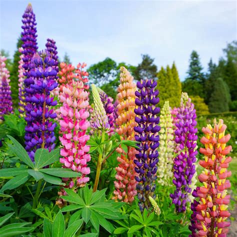 A Useful Guideline For Growing Lupines