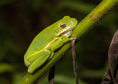 Green Tree Frog 的图像结果