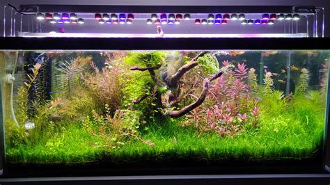 First post. 40 gallon planted tank. : r/Aquascape