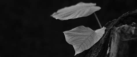 Download wallpaper 2560x1080 leaves, tree, black and white dual wide ...