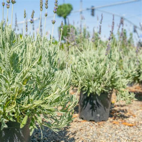 Lavender | Shrubs | Moon Valley Nurseries