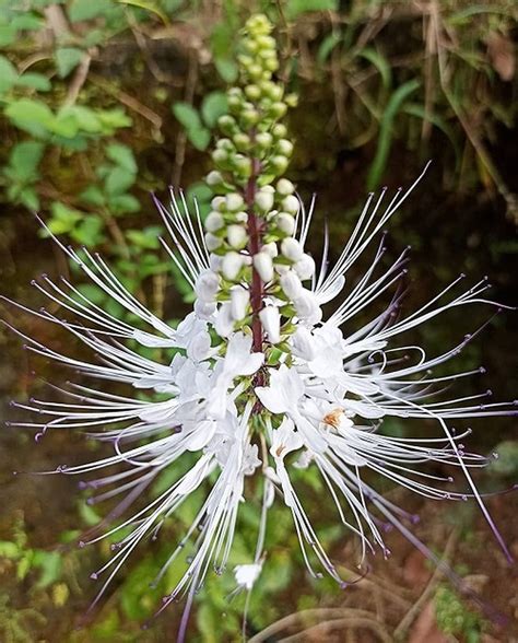 13 Beautiful Flowers That Look Like Cats - Nature's Adorable Mimics