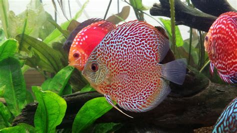 Image result for Discus Fish Facts
