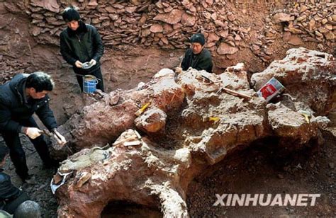河南汝阳又现巨型恐龙化石 形体粗壮异常-世界地质公园网络