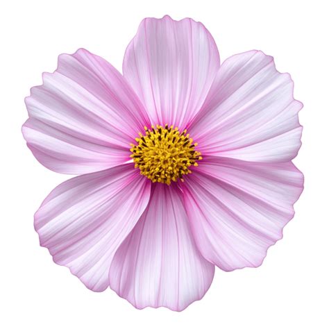Image result for Flower