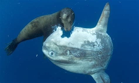 Seal eats a sunfish : r/natureismetal