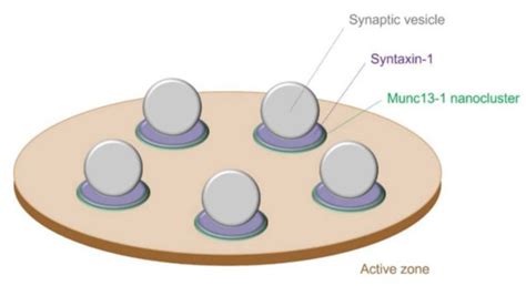 Similarity and Diversity of Presynaptic Molecules at Neuromuscular ...