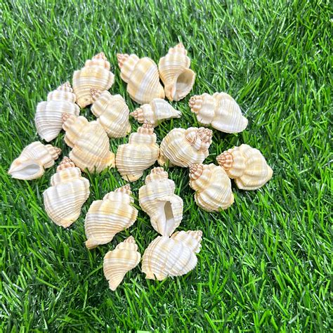 Natural Sea Shells B - 100 GMS – The Pastel Carnival