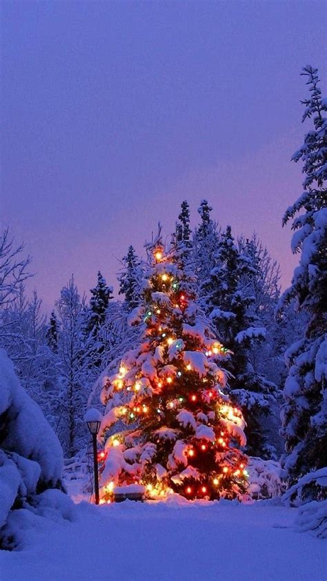 Download Pine Tree Christmas Light Winter iPhone Wallpaper | Wallpapers.com