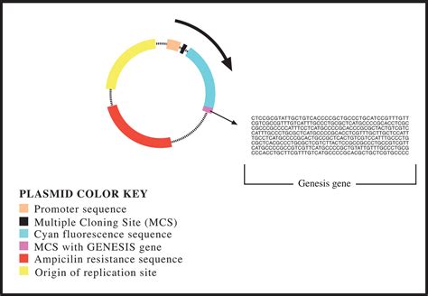 Plasmid Vector 的图像结果