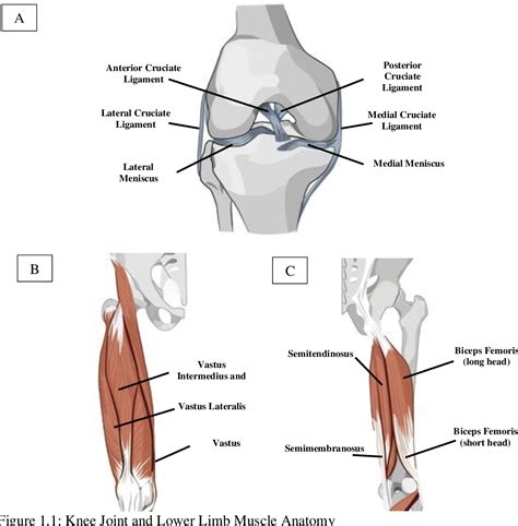 Hamstring Vs Quad Strength at William Avila blog