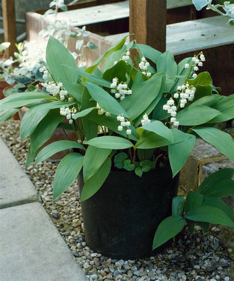 Best container plants for shade: 8 options for dark spots | Homes and ...