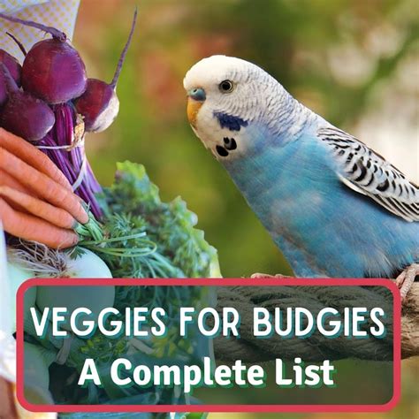 Budgie Lifespan: Facts & Tips For A Longer Life