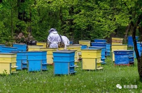 发展中蜂产业，助推乡村振兴 - 中国日报网
