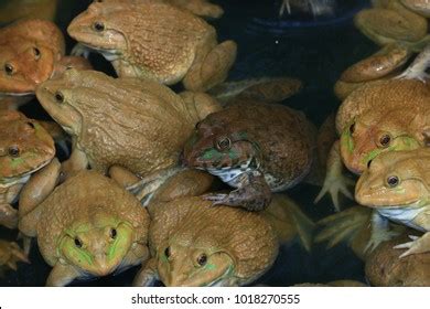 Image result for Frog Splits Stretch Tutorial