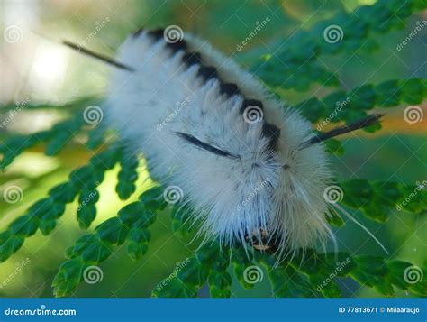 Black White Fuzzy Caterpillars Hairy Feather Like Hickory Tussock Moth ...