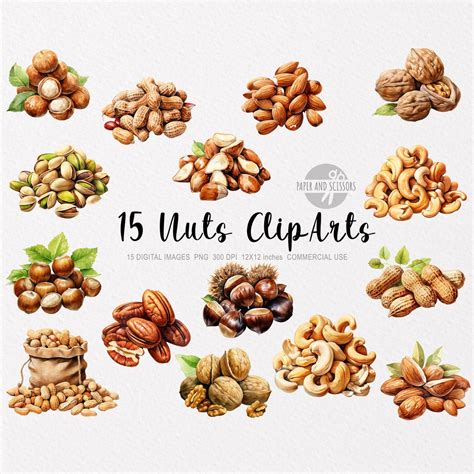 15 Nuts Clipart, Nuts PNG, Nuts Illustration, Watercolor Nuts, Nuts ...