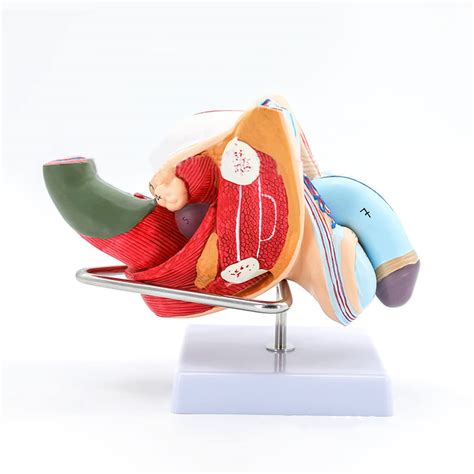 Image result for Male Reproductive System Anatomical Model