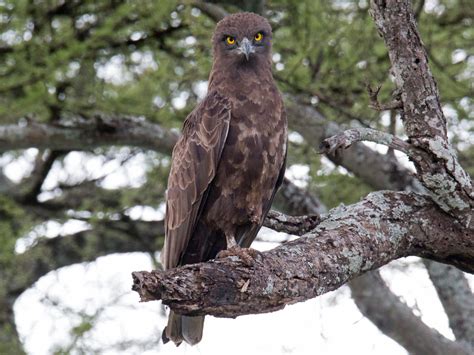 Brown Snake-Eagle - eBird