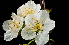 fiore di san i fiori della murgia la rosa di san ovvero il fiore di san i fiori della murgia la rosa di san ovvero il